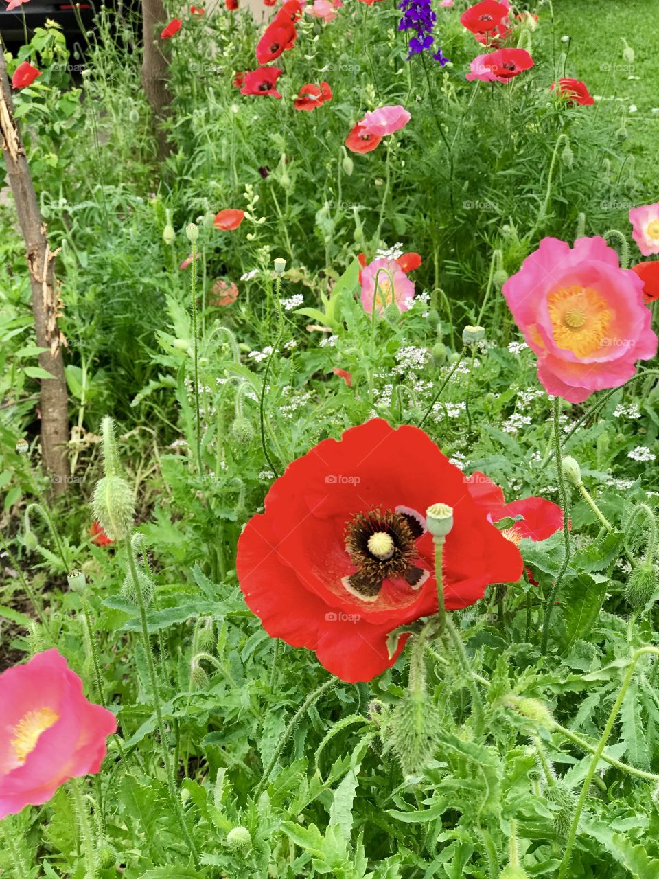 Wildflowers 