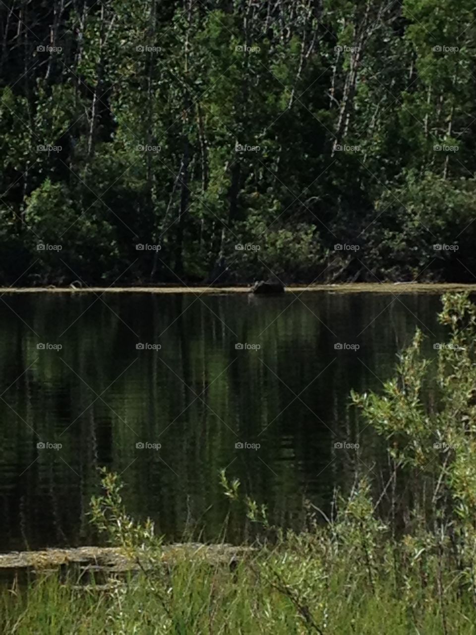 Moose in lake