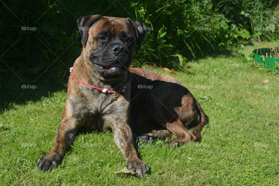 Dog, Mammal, Canine, Pet, Grass