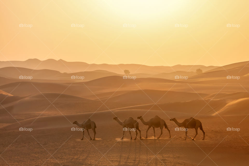 Camels caravan in the desert