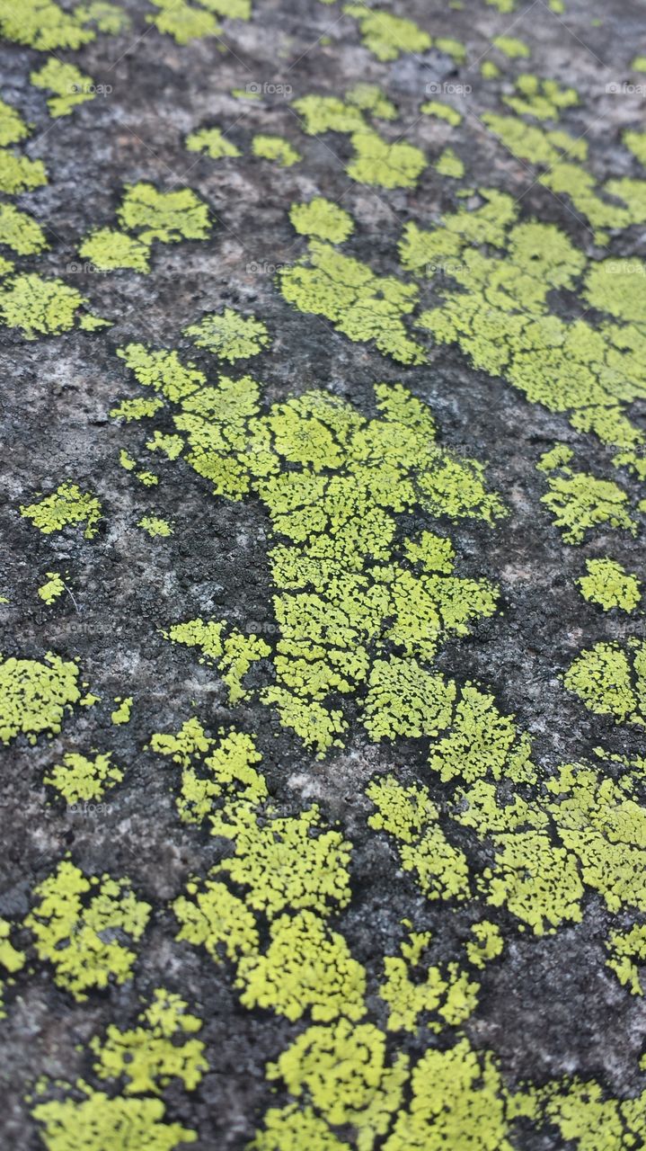 Texture, No Person, Pattern, Nature, Leaf