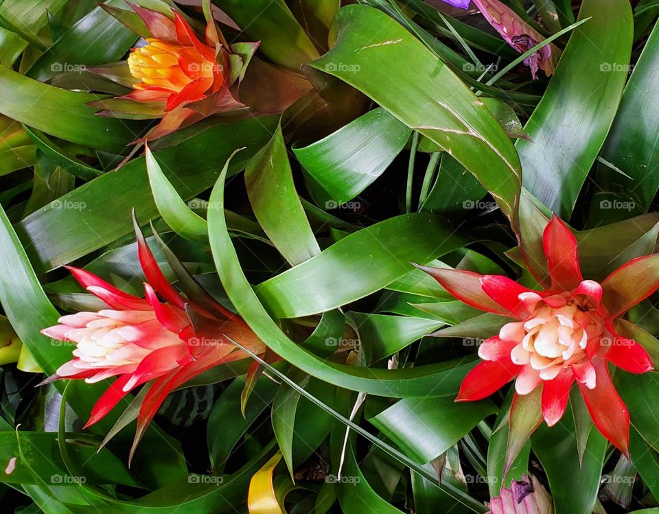Bromeliad Flowers in Bloom