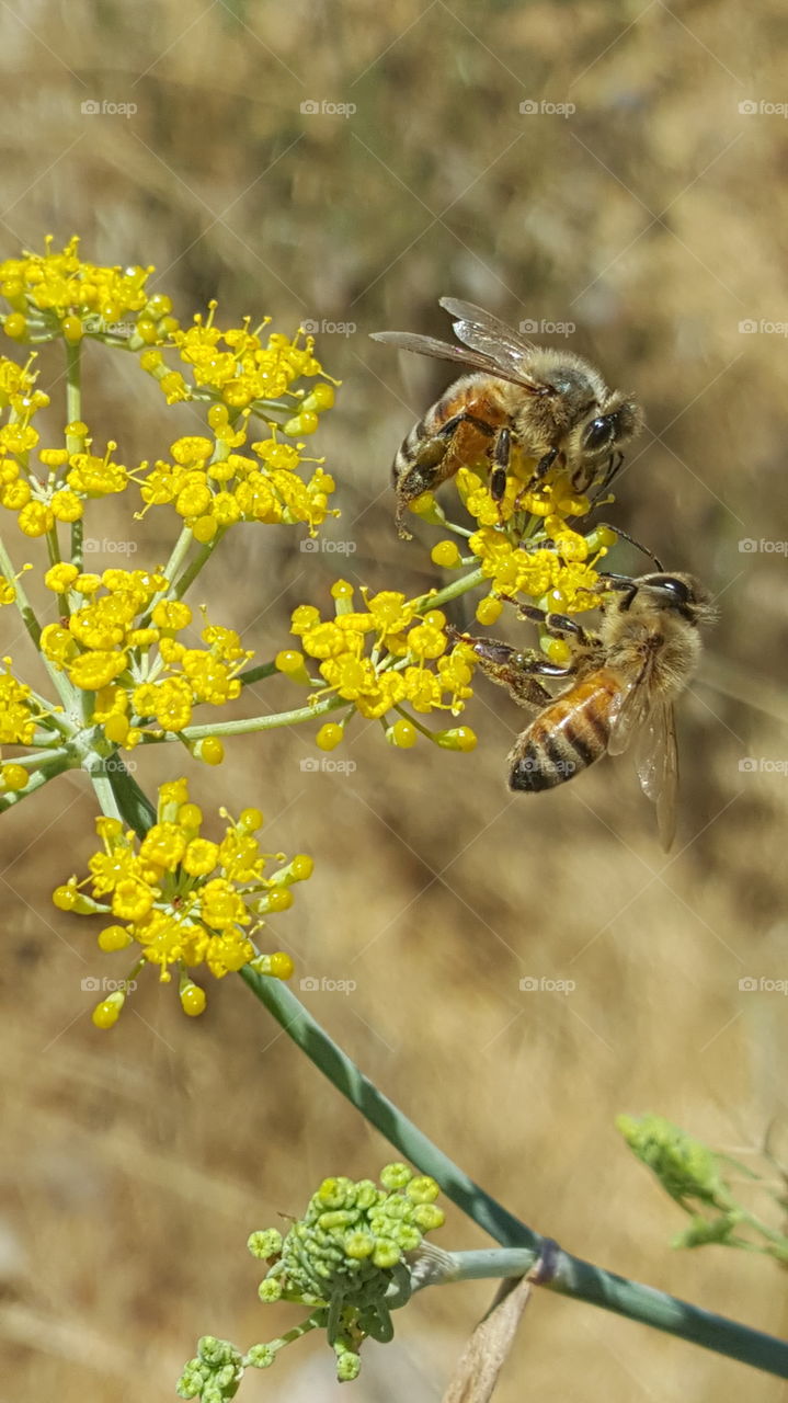 Bees on Fennel