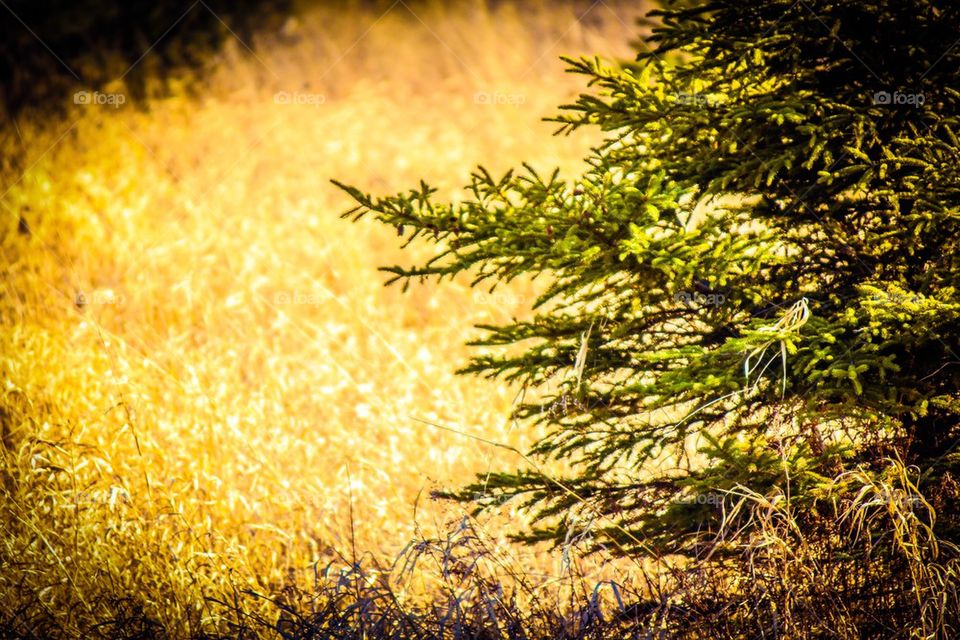 Field of trees