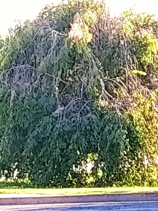 tree