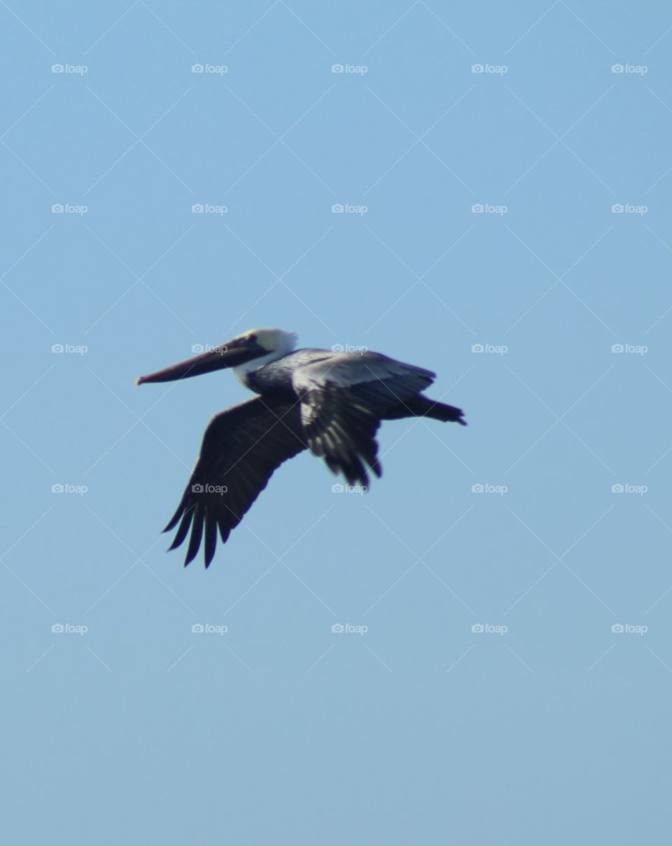 Big Pelican in Flight