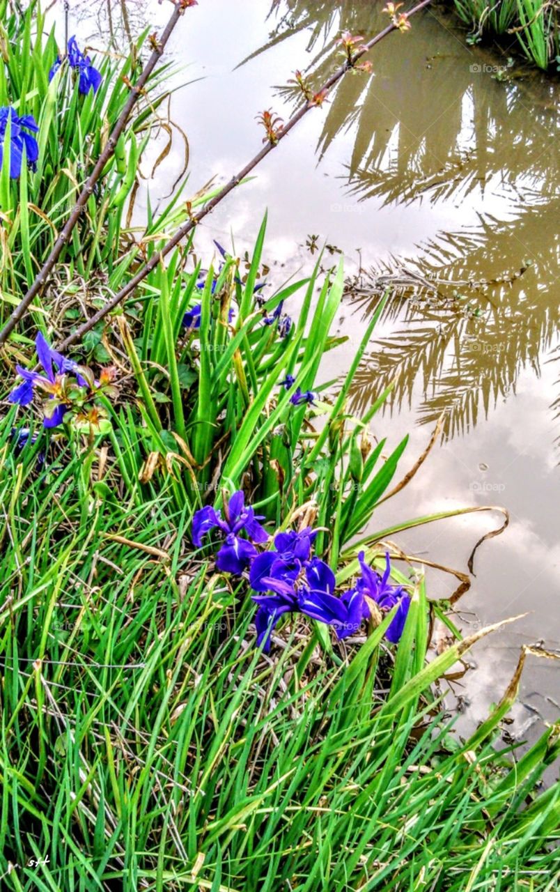 purplish blue flowers of iris, so beautiful and attractive, with the reflection of the palm leaves in the water, that looks like a beautiful poem.