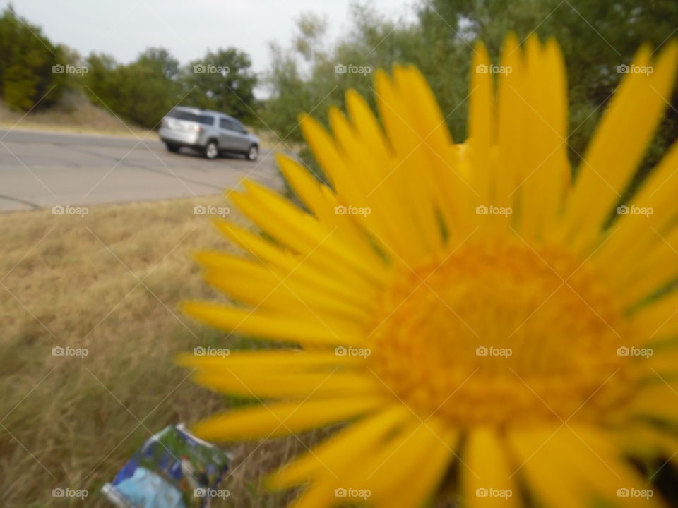 daisies. This is a picture of a yellow flower 🌸. 👣 🚶 🏃 🔥 💨