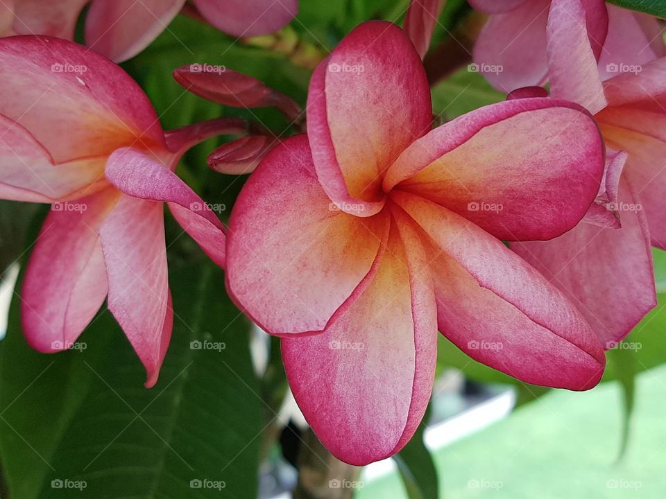 tropical frangipani