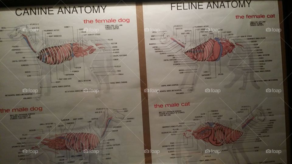 Cat & Dog Anatomy