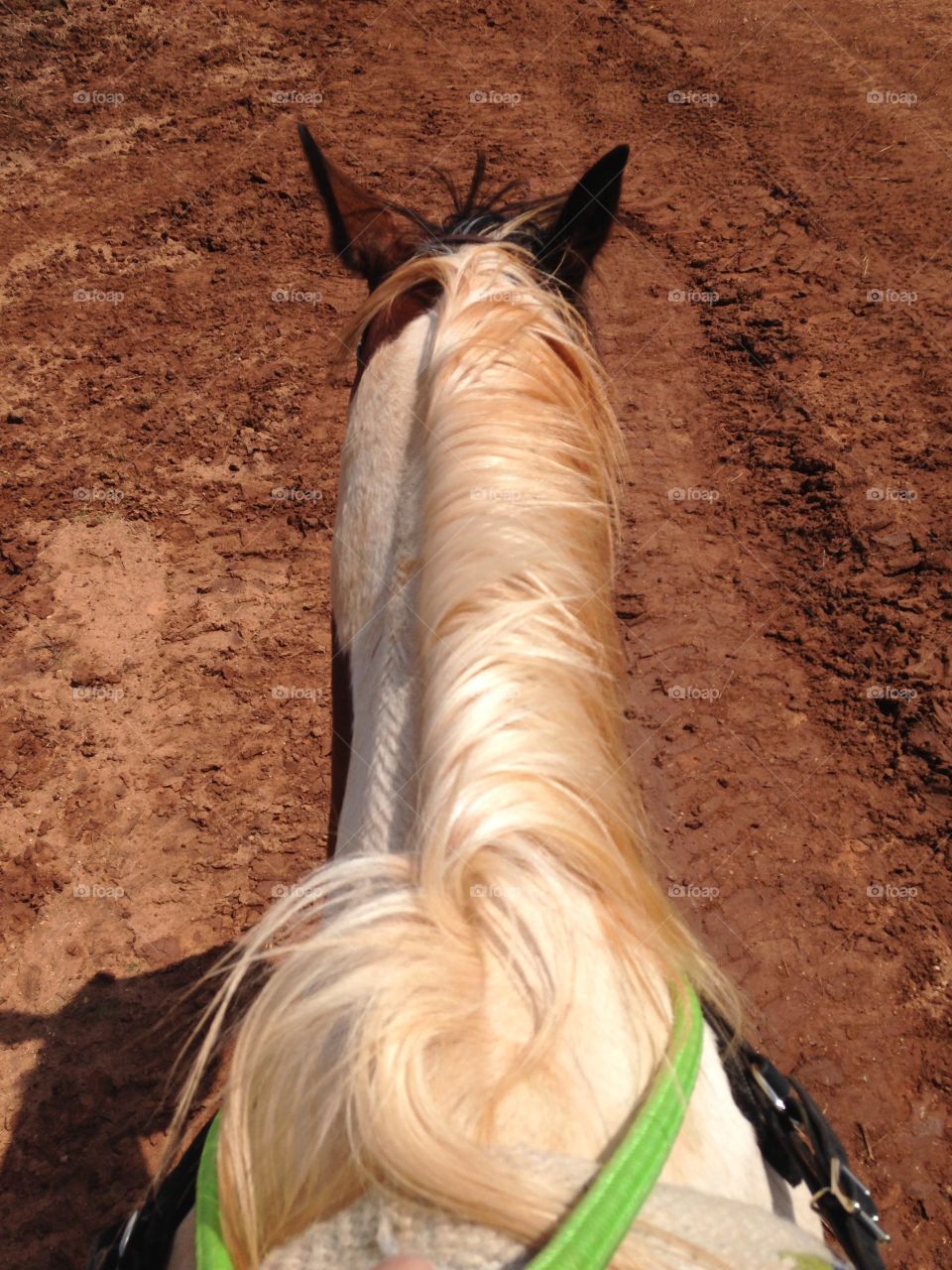 Saddle top view. View from the saddle of a horse