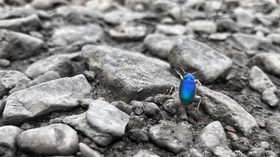 Blue Bug 