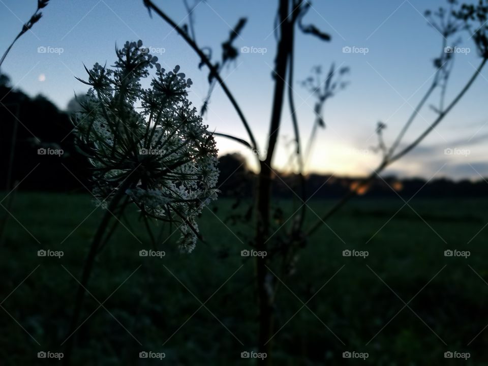 Nature, Flower, Landscape, No Person, Outdoors