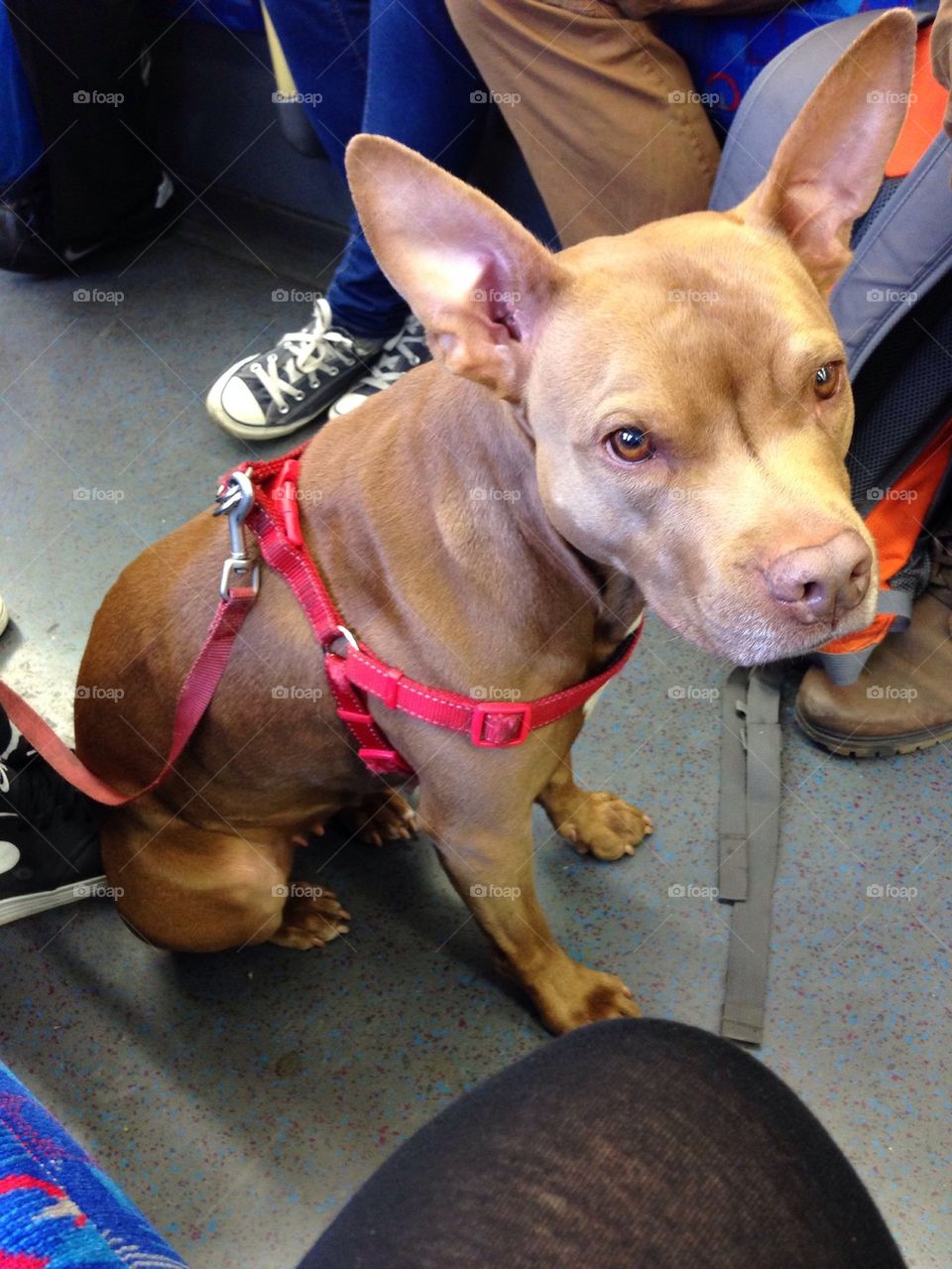 Dog on the underground/ subway