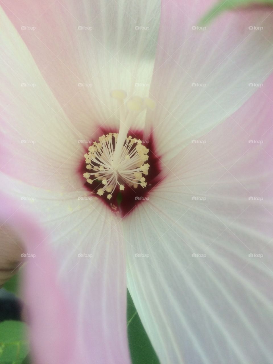 Hibiscus bloom 