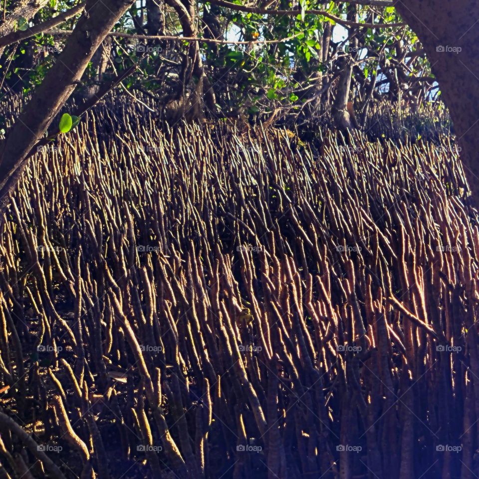 The forest of roots from an exotic tree.