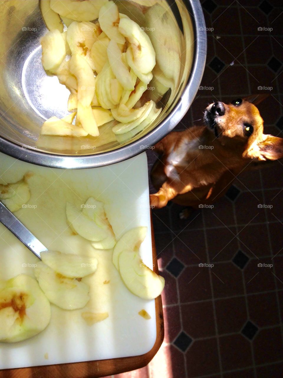 Puppy hoping apple slice falls while I make an Apple Pie.