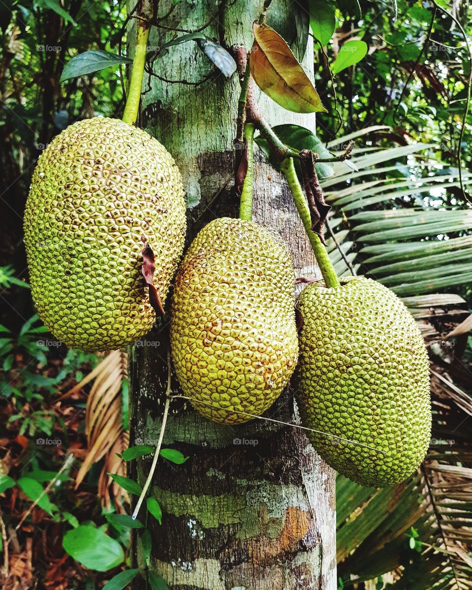 Cempedak fruit of Asean