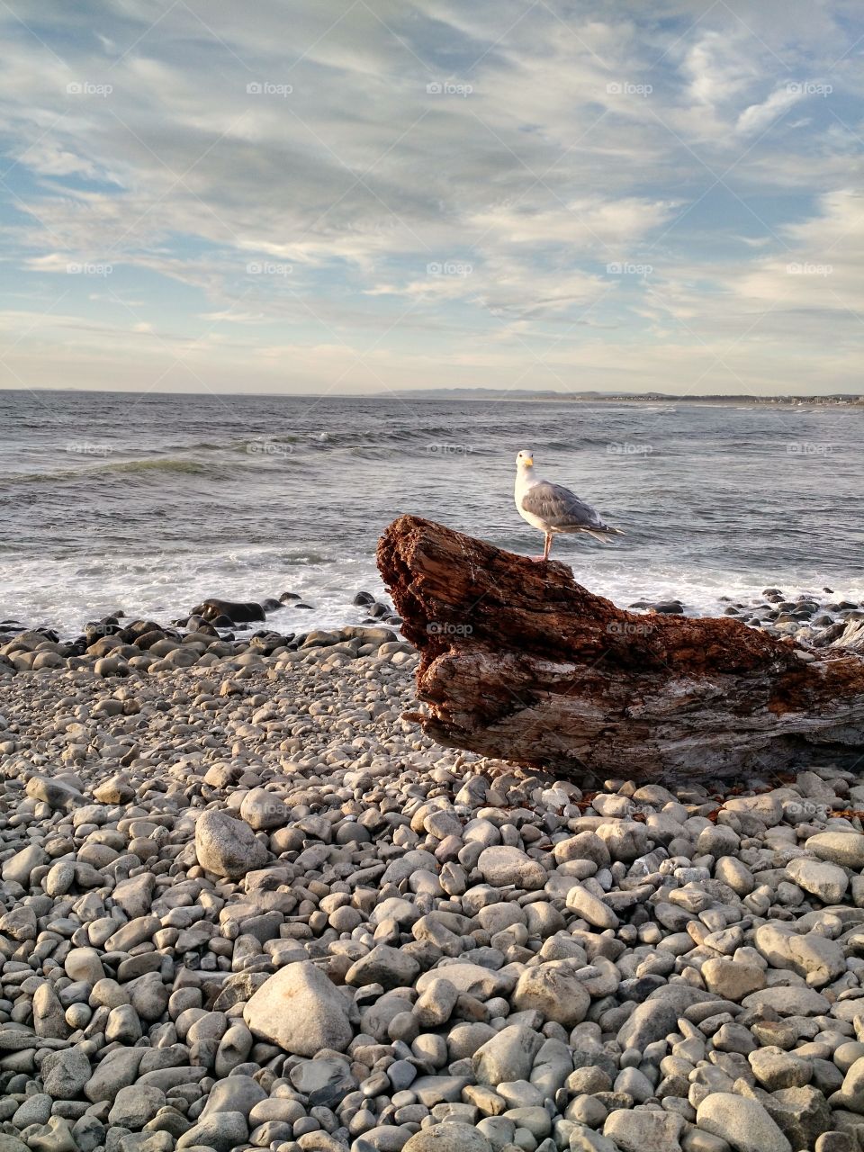 Seaside OR Seagull. 2015