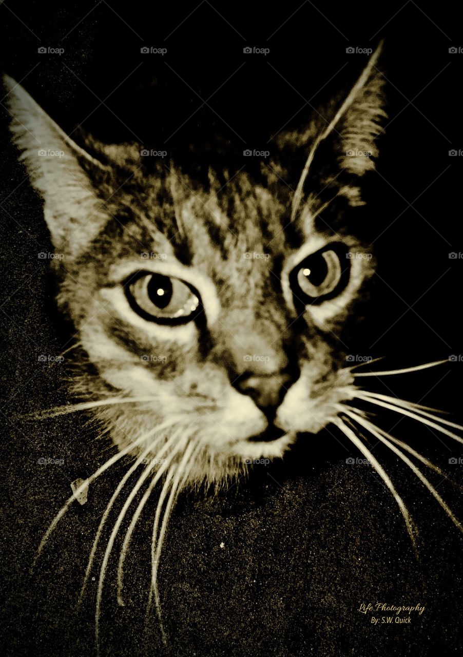 My big’en boy Diego...LOVE THIS CAT!!!