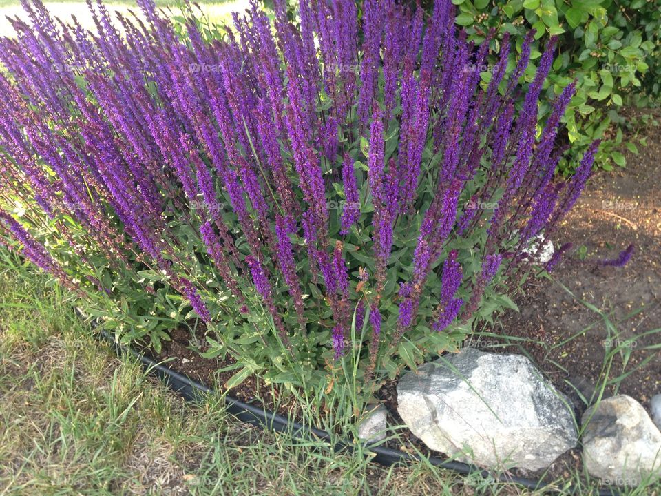 Purple flowers