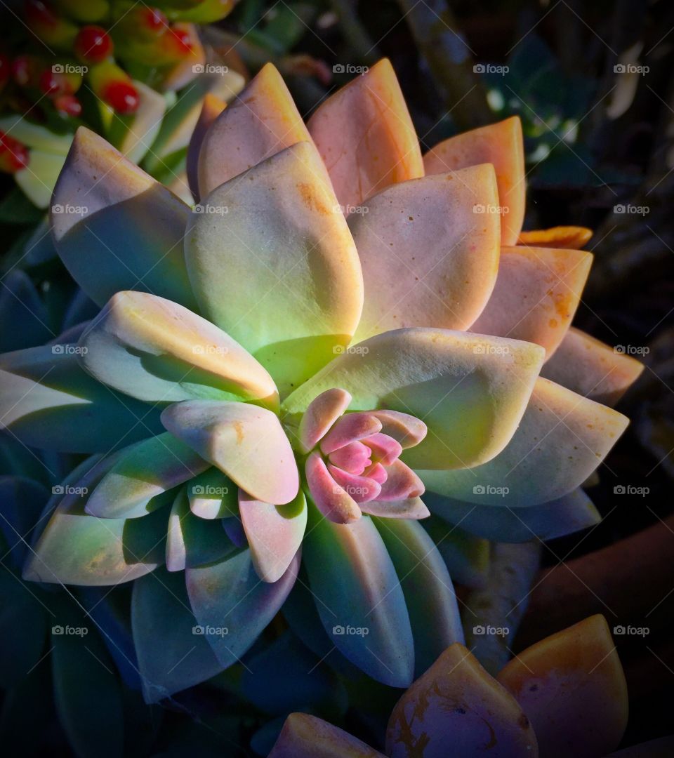 Colorful succulent 