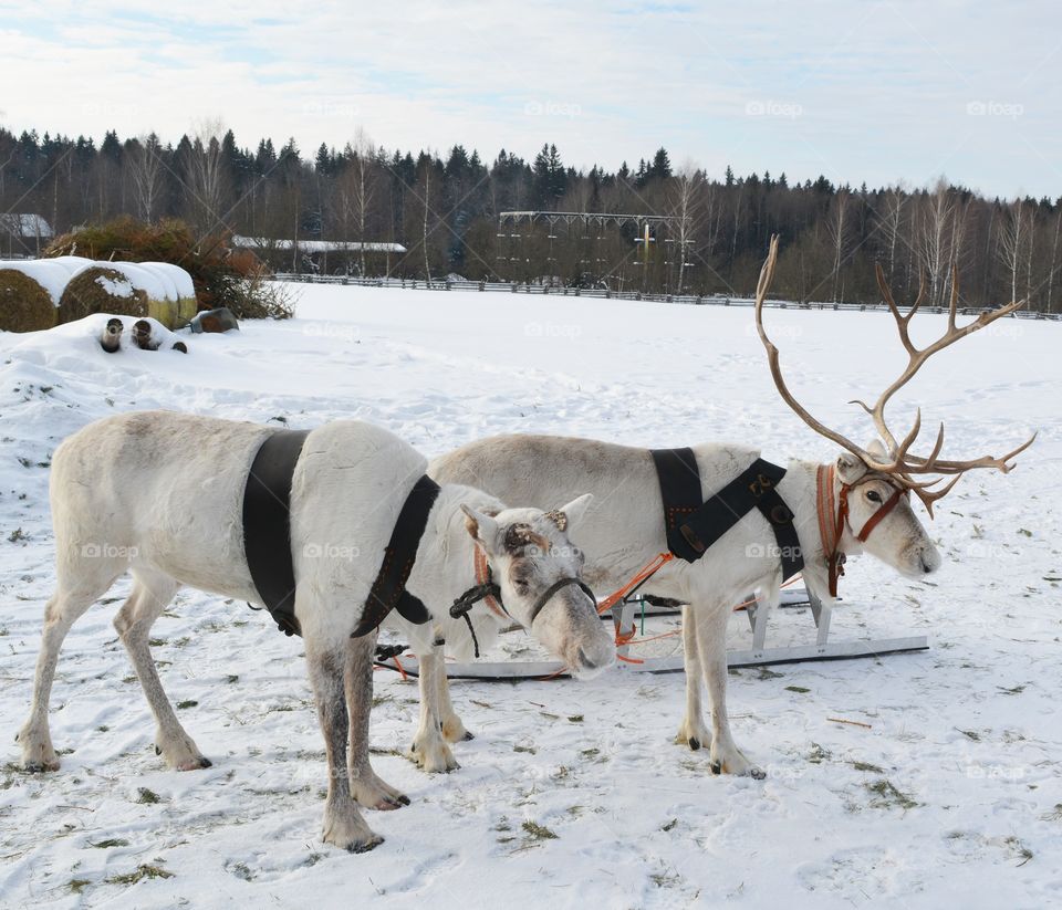 northern reindeer