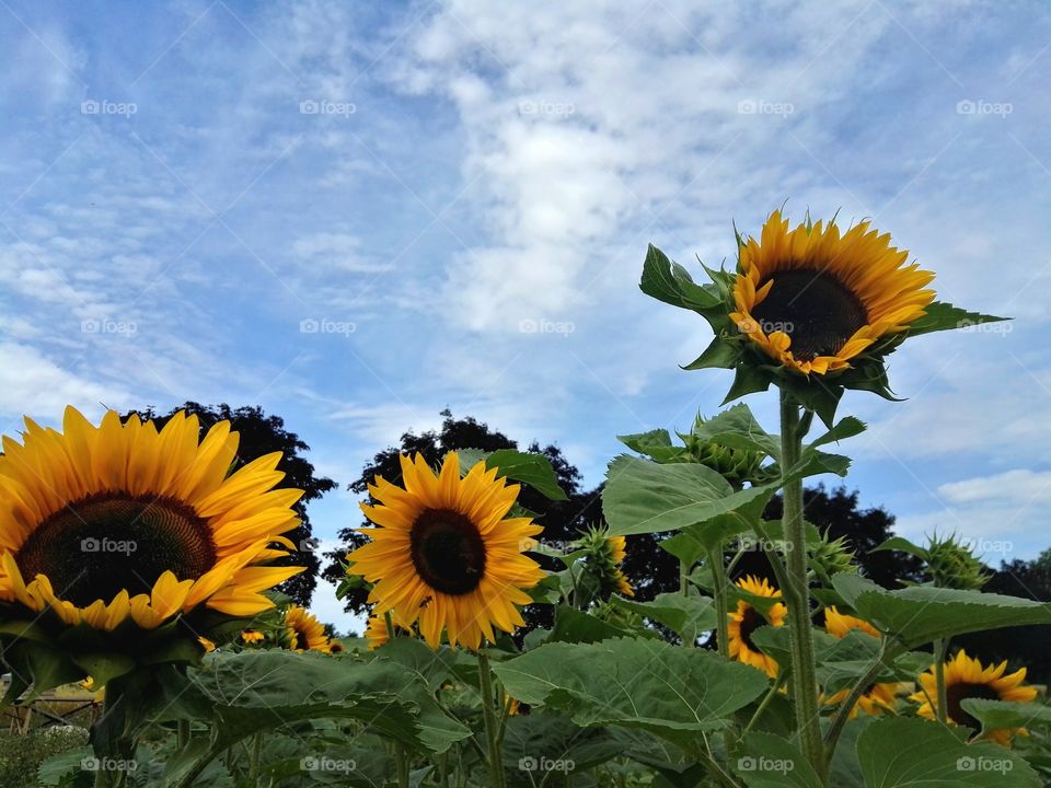 sunflowers