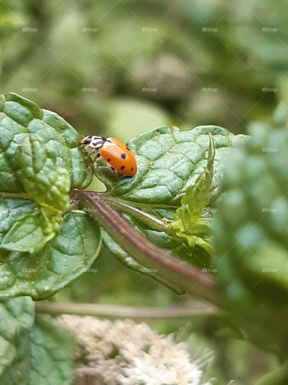 Orange ladybug