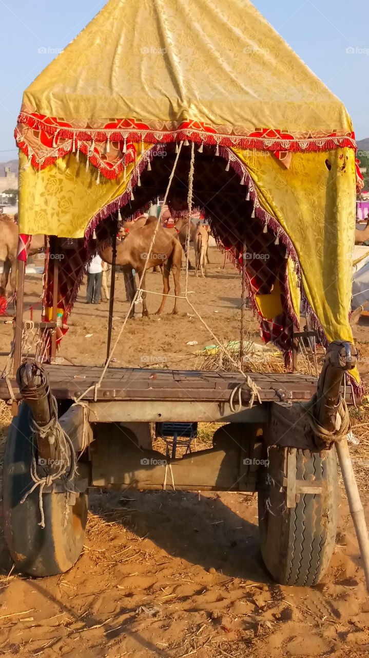 Pushkar camel fair