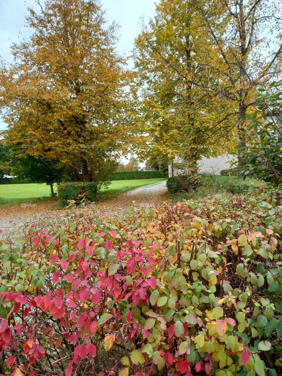 Beautiful Tree in Early Autumn