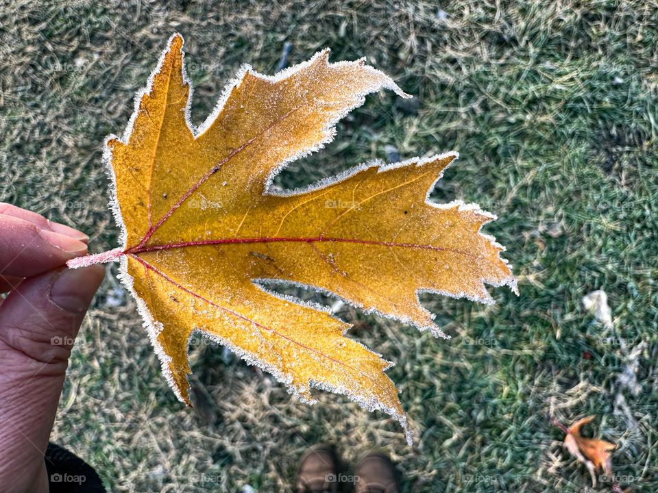 Frozen dry leaf in my hand