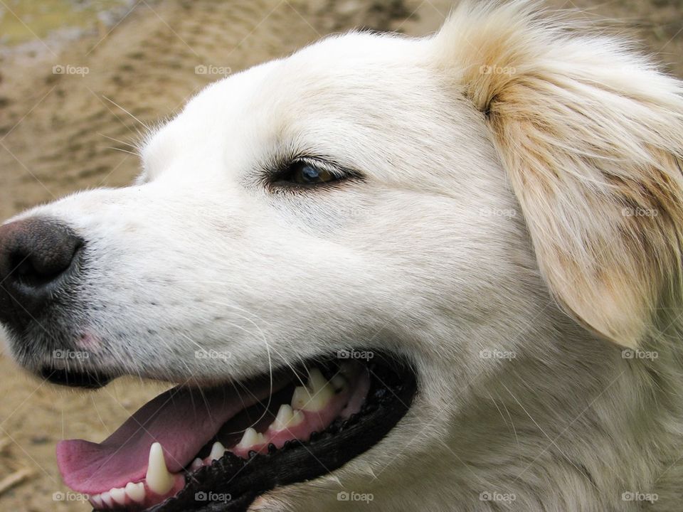 white dog , cute , face, smile 