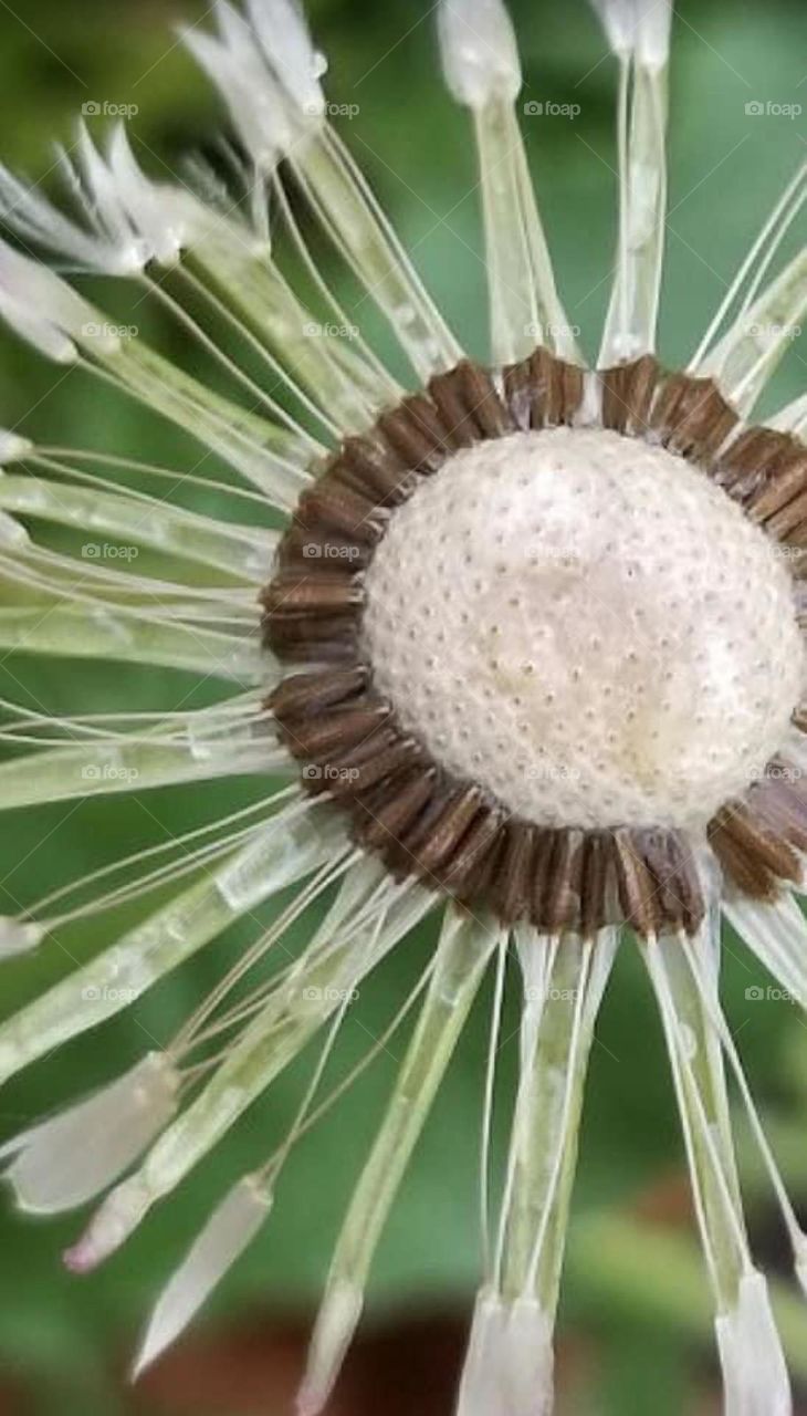 Another thing I’m unsure of. What I do know is that nature is  one of Gods best gifts. 