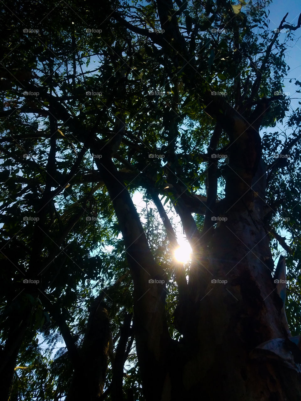 sunlight with tree