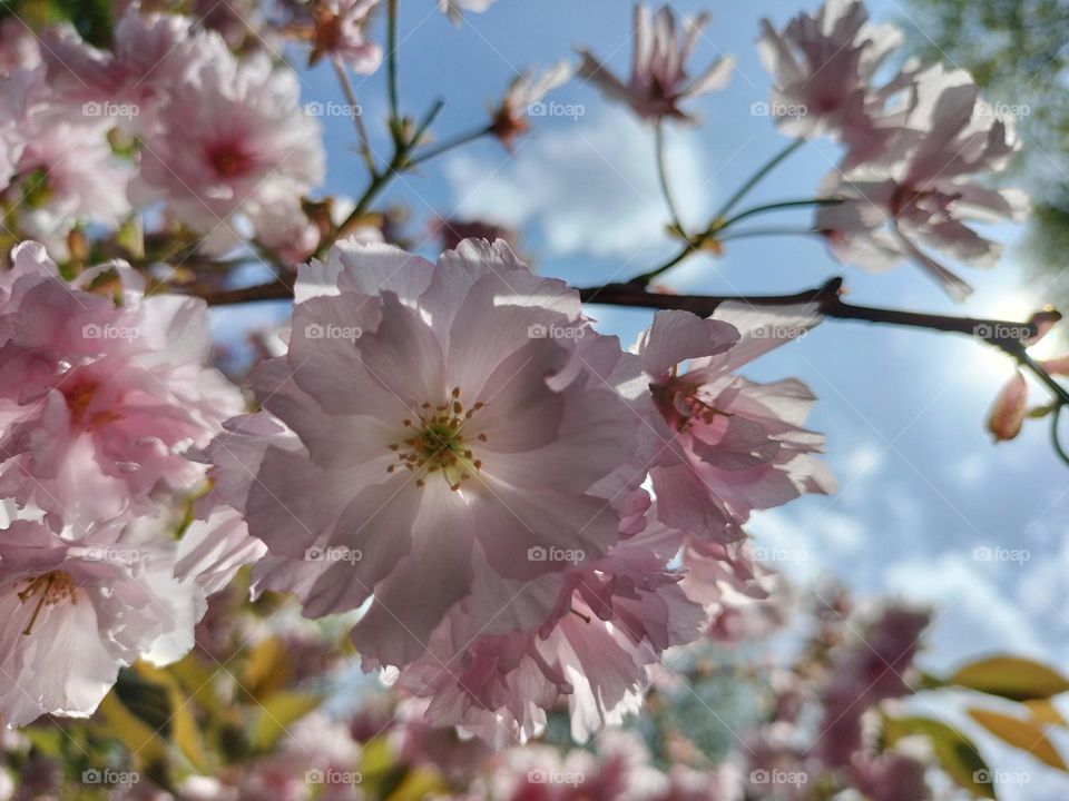 Charming and delicate sakura flowers illuminated by the spring sun 🩷🌸