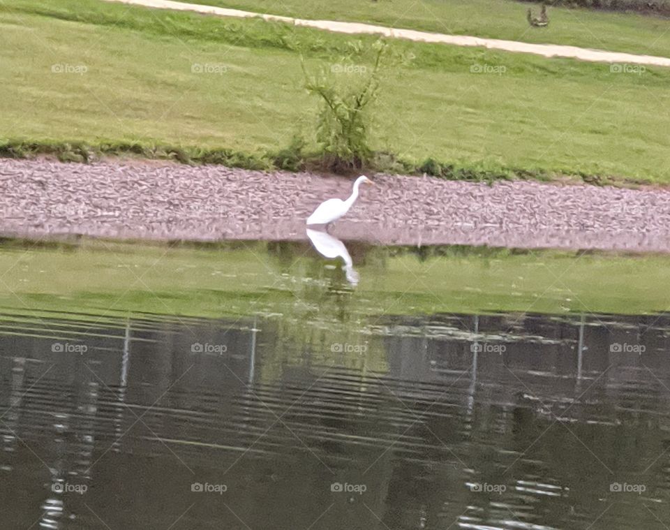 White Bird on the pond