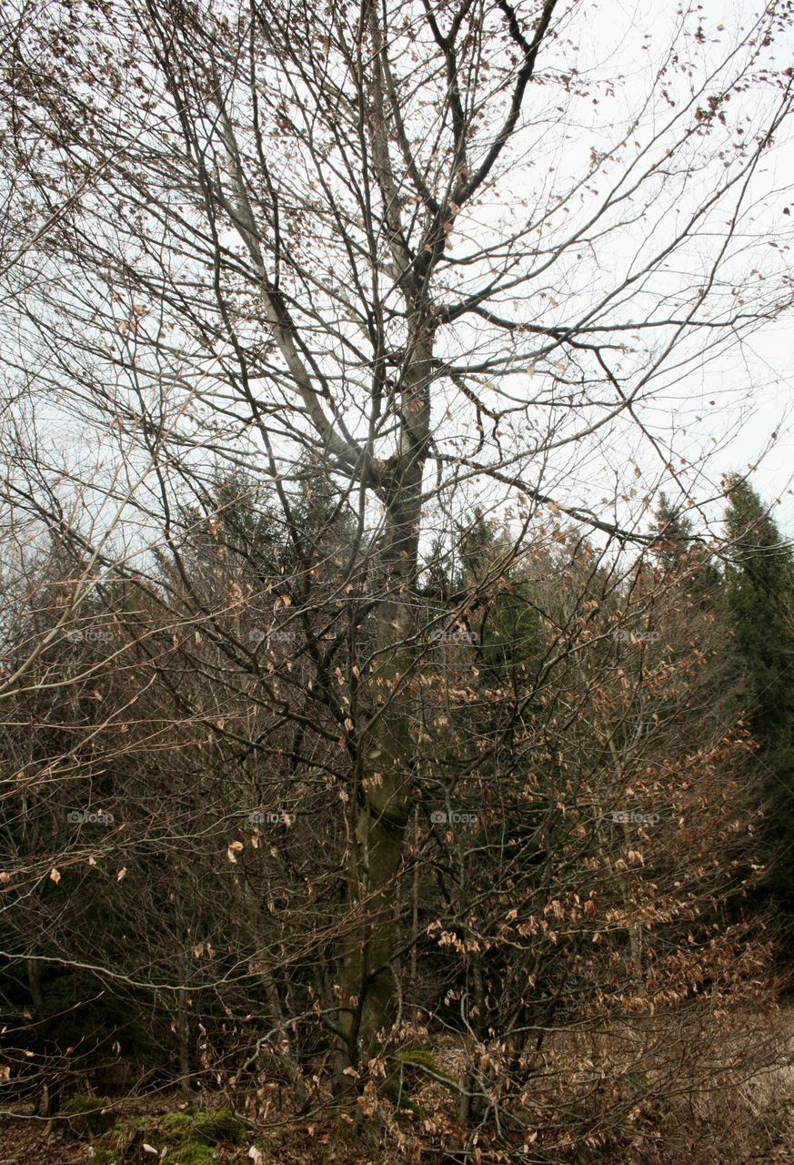 wild forest