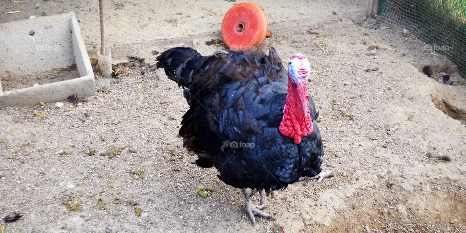 pavo