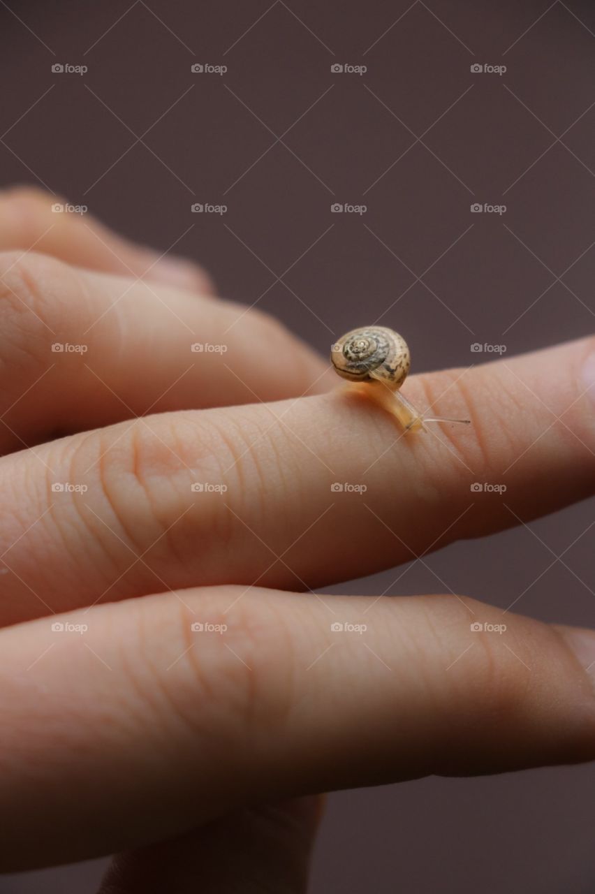 snail