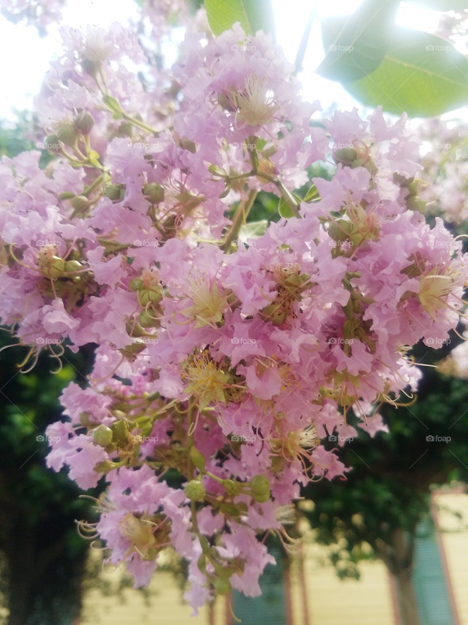 Crepe Myrtle Blooms