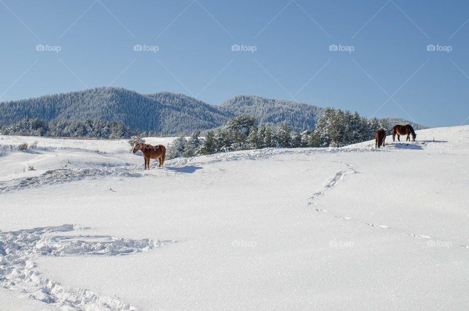 Horses in the Snow