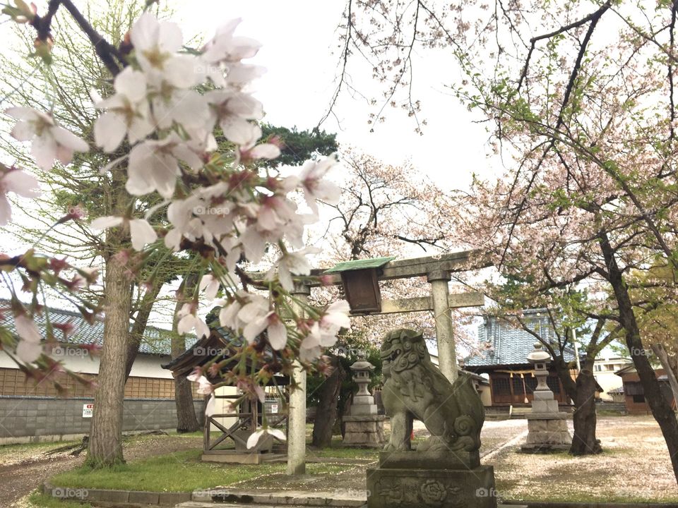 cherry blossom ＆ Shinto shrine