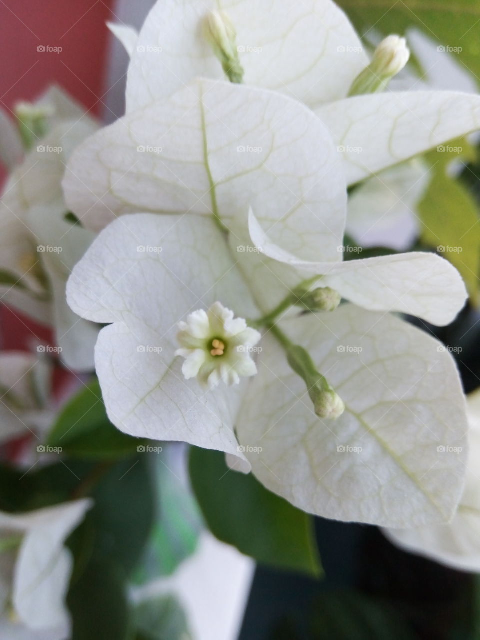 Leaf, Nature, Flower, Flora, Summer