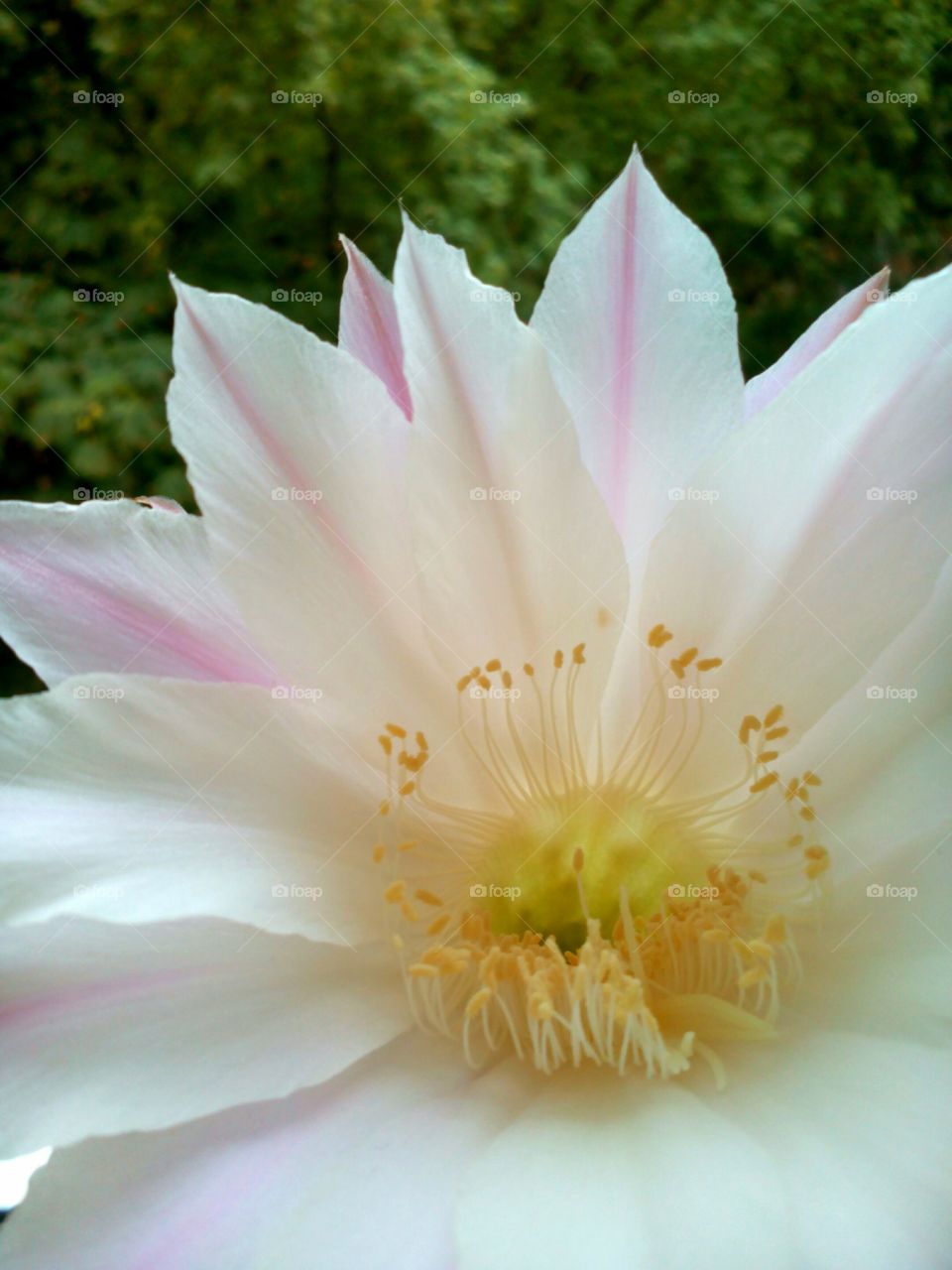 cactus flower