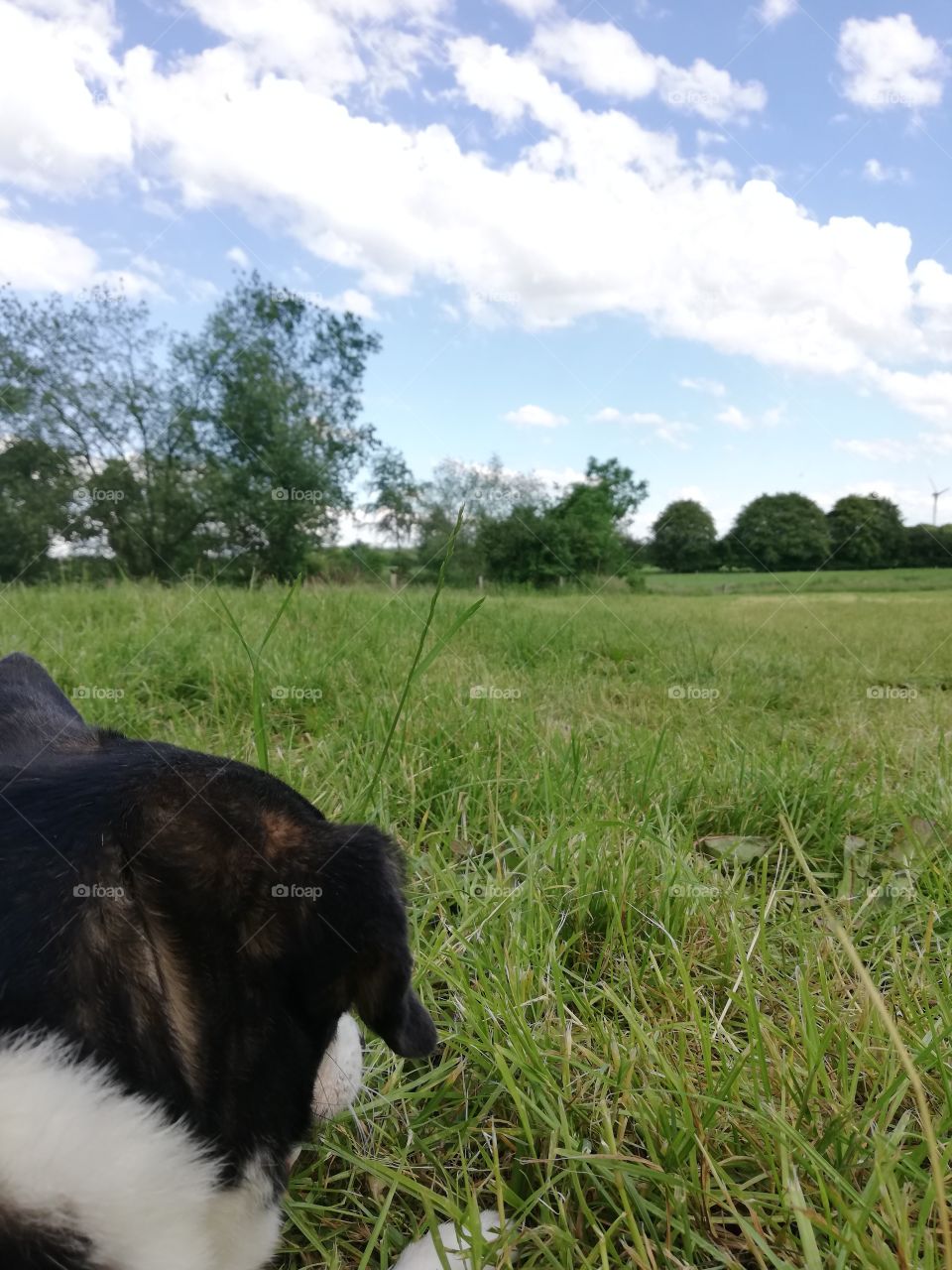Small black dog lying in a field on a sunny day