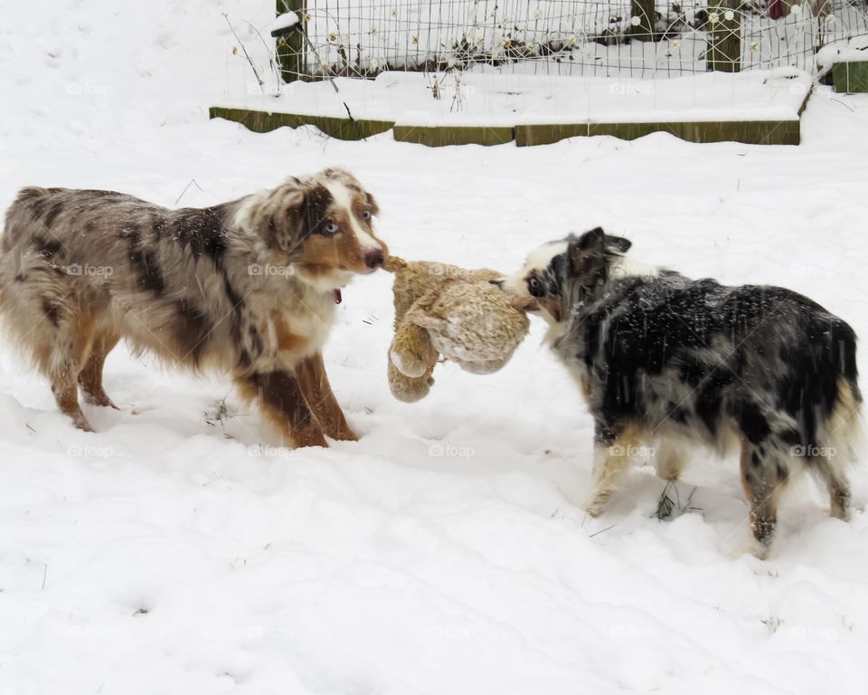 Two dogs playing with toy