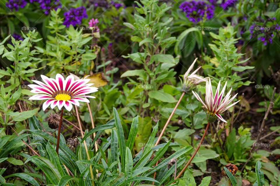 White and pink Gazania flower in flowerbed.