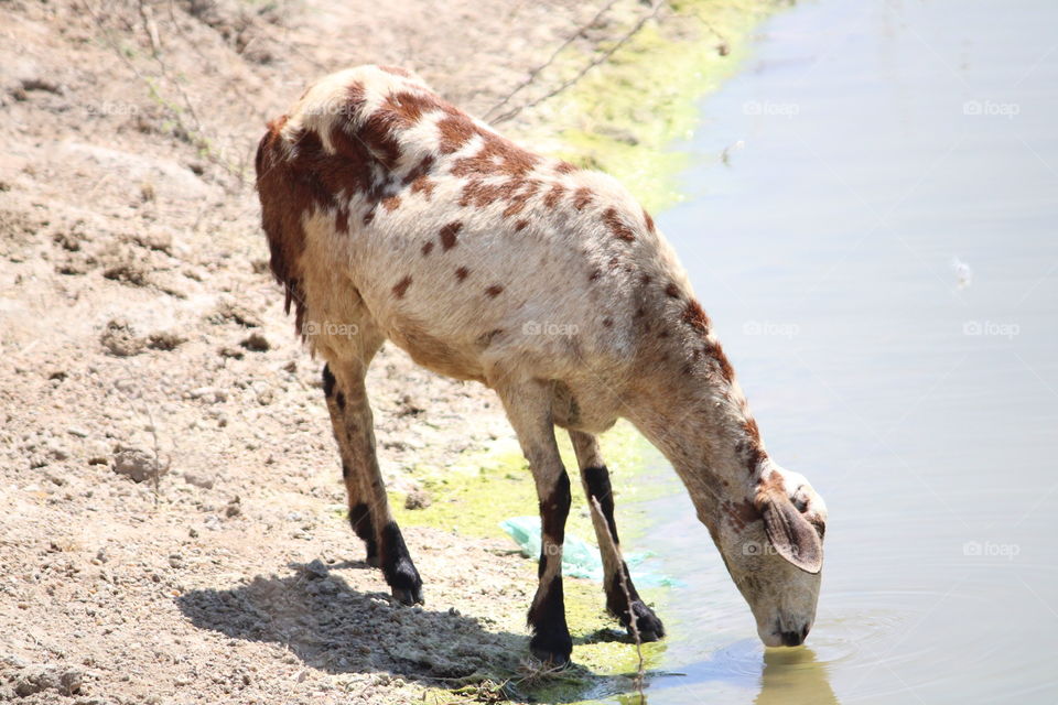 sipping water on pond