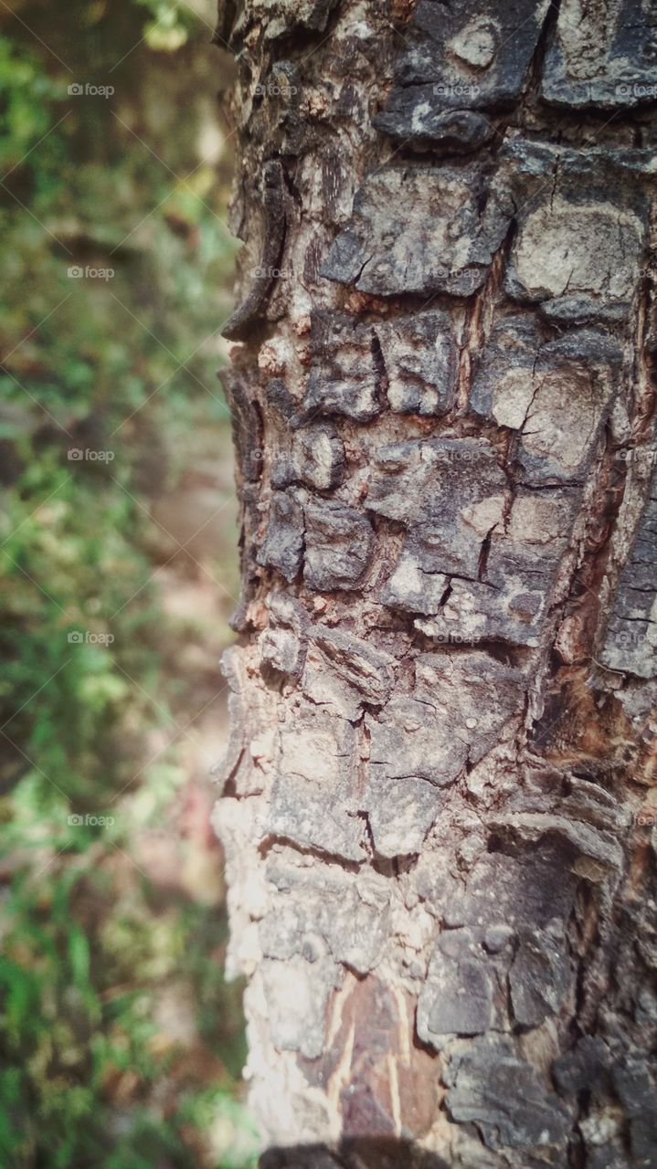 Old tree bark, forest traveler